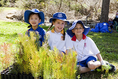 Crimson Hill tree planting